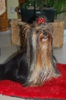 Étalon Yorkshire Terrier - F'roméo de P'Tit Coeur D'Amour