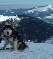 Étalon Alaskan Malamute - Legend of wanji of Blue Track