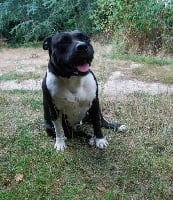 Étalon American Staffordshire Terrier - Energy bis tacoma De la missaudière