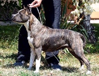 Étalon American Staffordshire Terrier - Bonamie bosskennel018