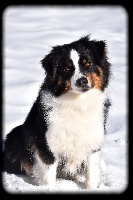 Étalon Berger Australien - Sunlight Blue Aussies Love story