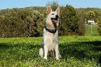 Étalon Berger Blanc Suisse - I'mila Du Paradis Des Loups Blancs