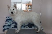 Étalon Berger Blanc Suisse - Mystic legend der Weibe Stern