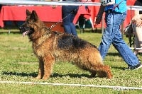 Étalon Berger Allemand - CH. neith du Mont d'Osiris