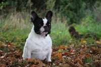 Étalon Bouledogue français - La romance de fée des Gueules d'Anges