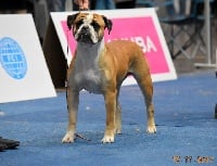 Étalon Bulldog continental - CH. Lyzzie d' alpha du centaure