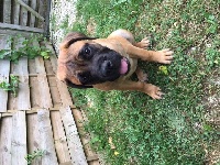 Étalon Bullmastiff - Nouba De La Vallée D'heden