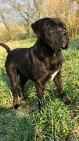 Étalon Cane Corso - Malcom (Sans Affixe)