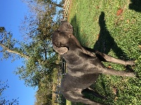 Étalon Cane Corso - Jaya De La Garde Des Chaumas