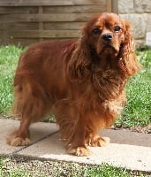 Étalon Cavalier King Charles Spaniel - Max de la maison du ryez