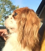 Étalon Cavalier King Charles Spaniel - Javel de kiboun