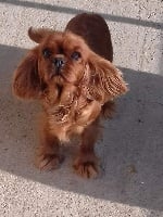 Étalon Cavalier King Charles Spaniel - Marbella beach de Pink'Paradise