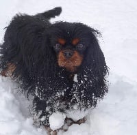 Étalon Cavalier King Charles Spaniel - La petite robe noire de Pink'Paradise