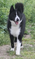 Étalon Chien d'ours de Carelie - CH. Perseo de la fortea