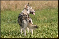 Étalon Chien-loup de Saarloos - Latika De Luna Canis Lupus