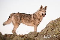 Étalon Chien-loup tchecoslovaque - crying wolf Ikhar