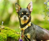 Étalon Chihuahua - Java Du Royaume D'exquise