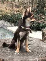 Étalon Chihuahua - M' pandora Du Massif De La Treille