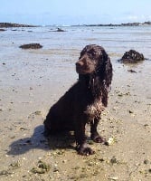 Étalon Cocker Spaniel Anglais - TR. CH. Hindy d'Hurtevent