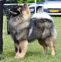 Étalon Eurasier - CH. Daodejing Madara juudori