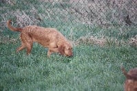 Étalon Griffon fauve de Bretagne - Pumba De La Hache De Vaa