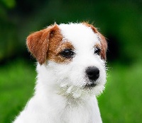 Étalon Jack Russell Terrier - Callista sky star