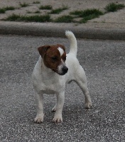 Étalon Jack Russell Terrier - Nepal dit billy de Valexance