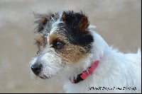 Étalon Jack Russell Terrier - Lownie De la tribu de kitchi