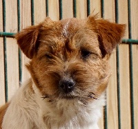 Étalon Jack Russell Terrier - steve's eden Miss marple