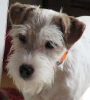 Étalon Parson Russell Terrier - Neska des Garennes du Horn