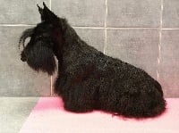 Étalon Scottish Terrier - CH. Mona-lisa Des Montagnes De Chartreuse