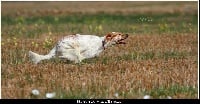 Étalon Setter Anglais - TR. Honor du Mas d'Eyraud