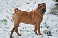 Étalon Shar Pei - Nausicaä De L'Esprit De Buchido