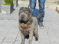 Étalon Shar Pei - Once again de la noblesse bleu