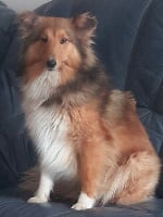 Étalon Shetland Sheepdog - Mouss douce frimousse Du Boubou De L'isileko