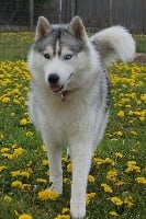 Étalon Siberian Husky - Miss tycke De La Comté Des Loups