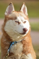Étalon Siberian Husky - Magic Wolf Lindt