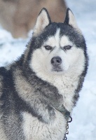 Étalon Siberian Husky - Magic Wolf Harmonia névé