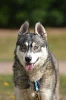 Étalon Siberian Husky - Magic Wolf Légend d'hiver dite lima