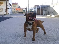 Étalon Staffordshire Bull Terrier - Extrem noze terror d'ultime passion