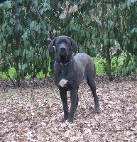 Étalon Tosa - Perfect beauty diamant severu