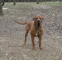 Étalon Tosa - Pepito diamant severu