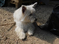 Étalon West Highland White Terrier - Easy Jon's Meredith