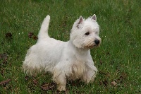 Étalon West Highland White Terrier - Mister t au coeur fondant Of Eloane's Garden