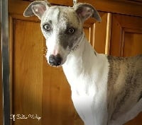 Étalon Whippet - Lady blue Of Celtic Whip