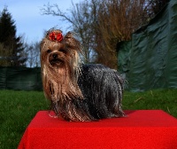 Étalon Yorkshire Terrier - Hismérie jolie de la Felhotte