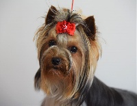 Étalon Yorkshire Terrier - Miss coco chanel du Clan Des Korriquets