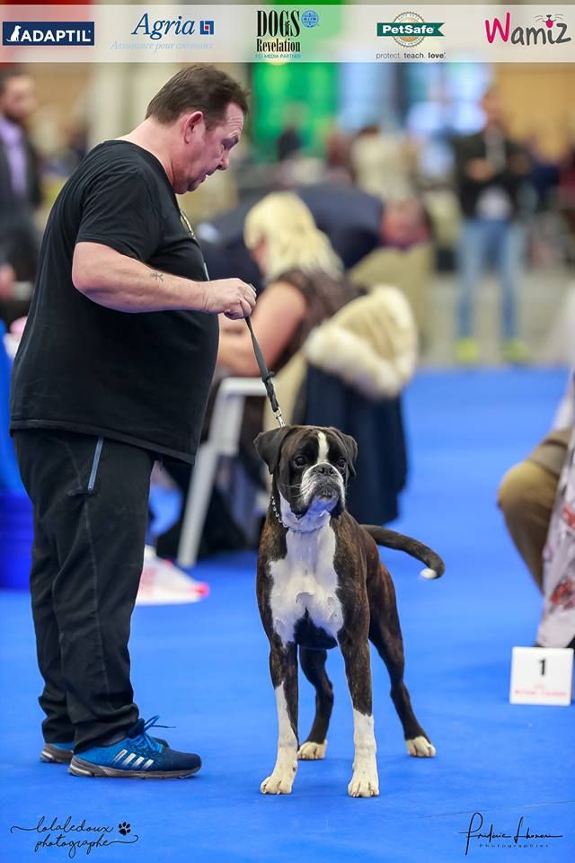 Publication : du chemin des bringés Auteur : Dogs Revelation