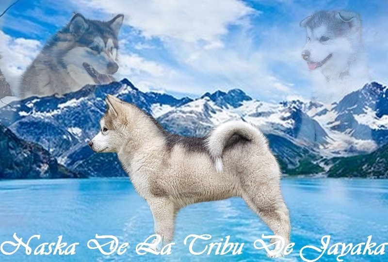Publication : Alaskan Majestic Wolf 
