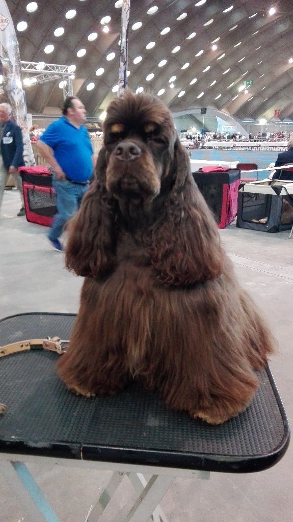 CH. Jet set des jardins de Loane